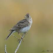 Eurasian Skylark