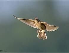 Eurasian Skylark