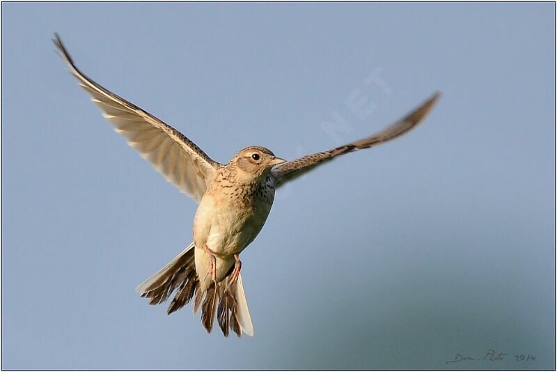 Eurasian Skylark