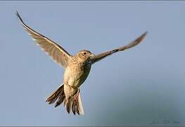 Eurasian Skylark