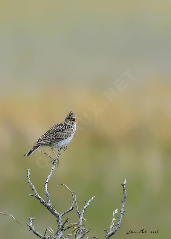 Eurasian Skylark