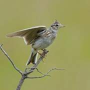 Eurasian Skylark