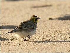 Horned Lark