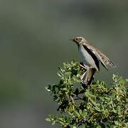 Woodlark