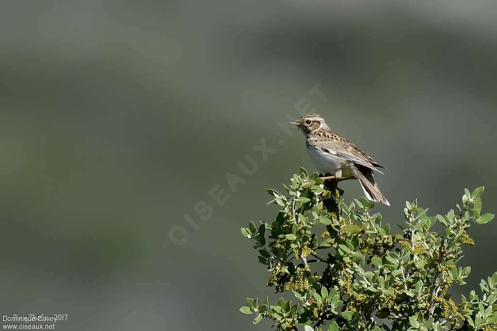 Woodlarkadult, habitat, Reproduction-nesting, Behaviour