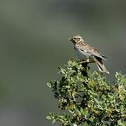 Woodlark