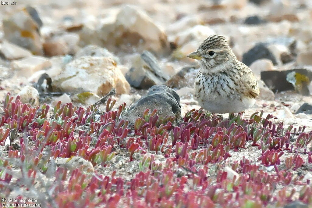 Mediterranean Short-toed Lark