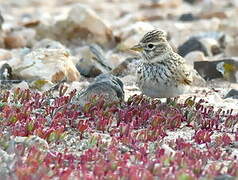 Mediterranean Short-toed Lark