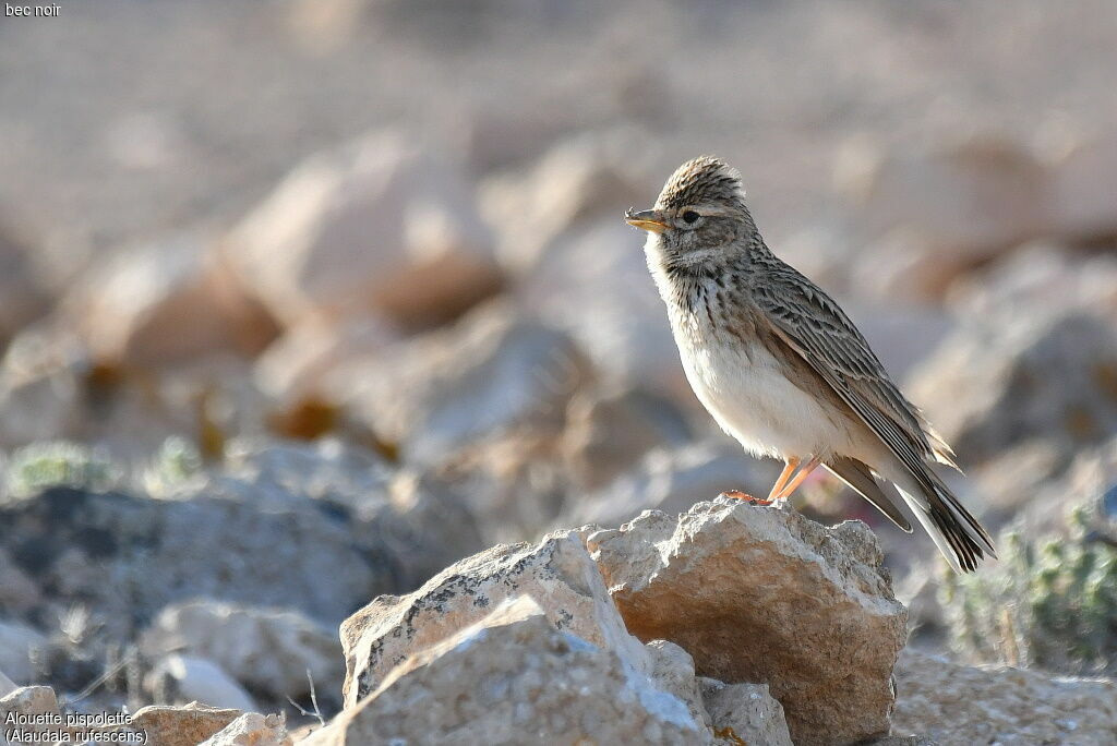 Lesser Short-toed Lark