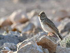 Mediterranean Short-toed Lark