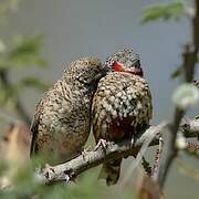 Cut-throat Finch