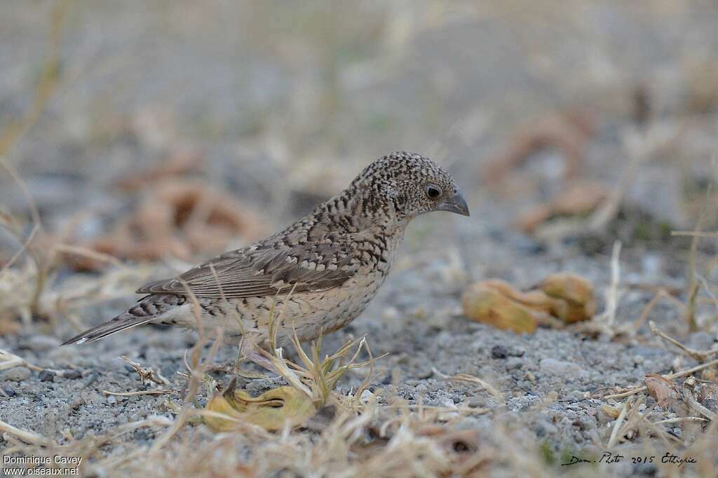 Cut-throat Finch female adult, identification