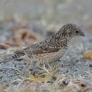 Cut-throat Finch