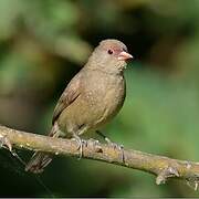 Red-billed Firefinch