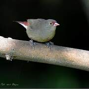 Red-billed Firefinch