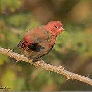 Red-billed Firefinch