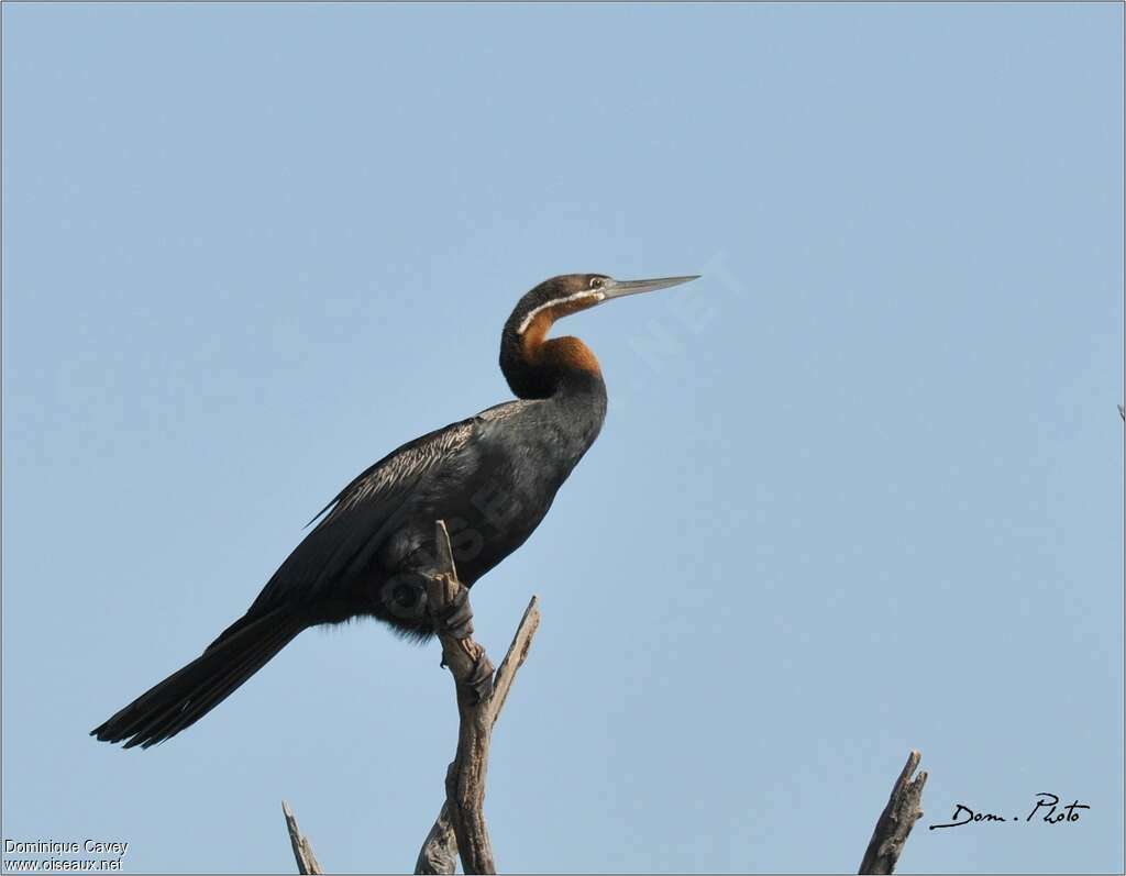 Anhinga d'Afrique mâle adulte, identification