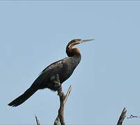 African Darter