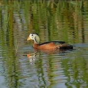 African Pygmy Goose