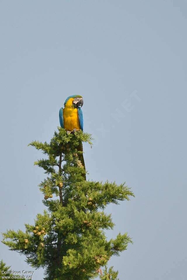 Blue-and-yellow Macawadult, habitat