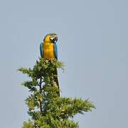 Blue-and-yellow Macaw