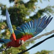 Scarlet Macaw