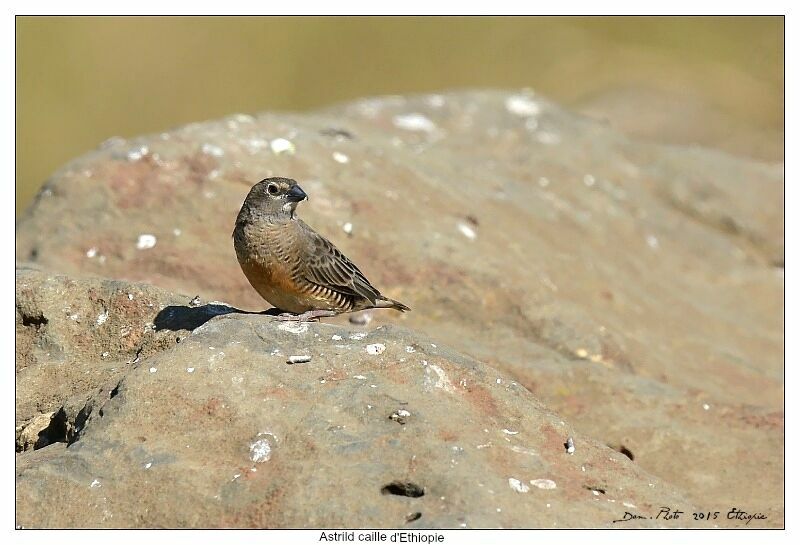 Quailfinch (fuscocrissa)