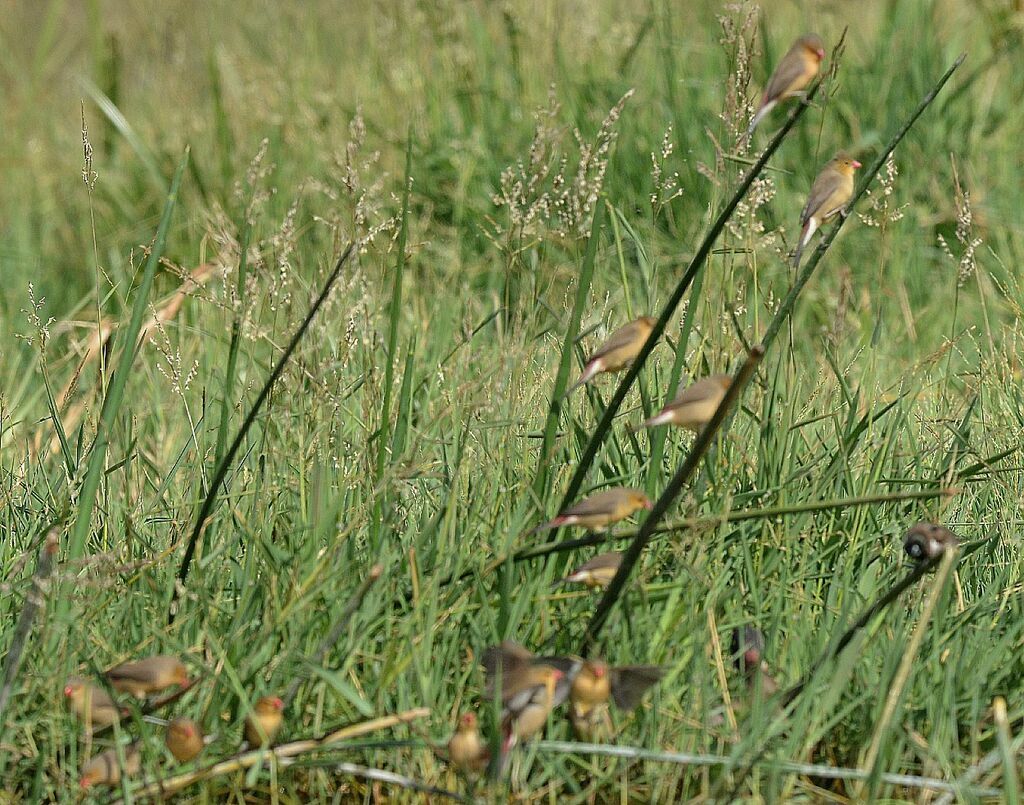 Fawn-breasted Waxbill