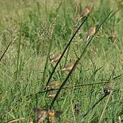 Fawn-breasted Waxbill