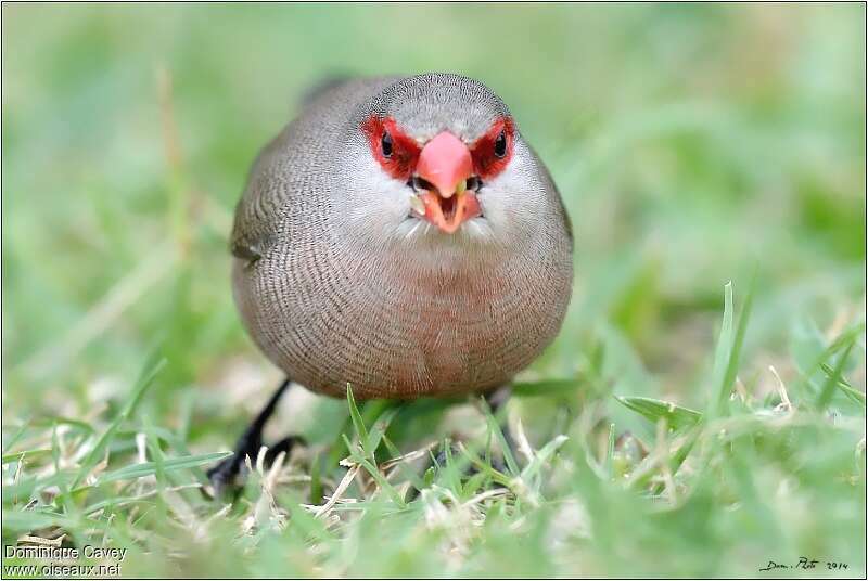 Common Waxbilladult, close-up portrait, eats