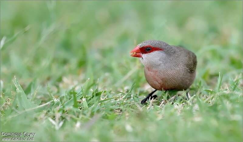 Common Waxbilladult, habitat, eats