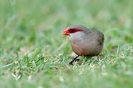 Common Waxbill