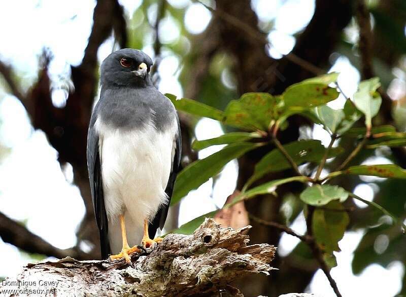 White-bellied Goshawk, identification