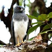 White-bellied Goshawk