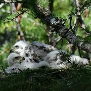 Eurasian Goshawk