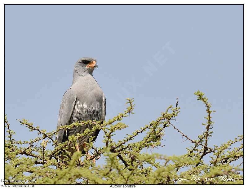 Dark Chanting Goshawk