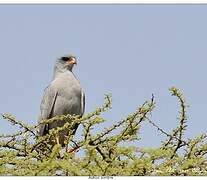 Dark Chanting Goshawk