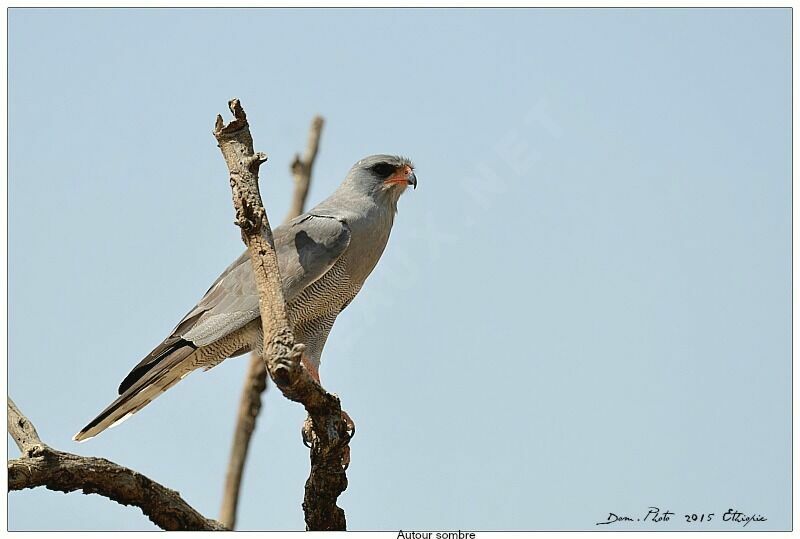 Dark Chanting Goshawk