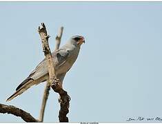 Dark Chanting Goshawk