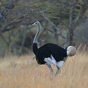 Somali Ostrich