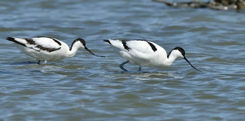 Avocette élégante