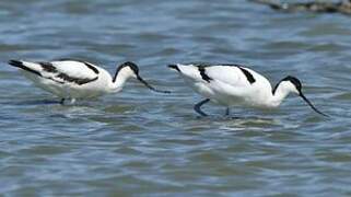 Pied Avocet