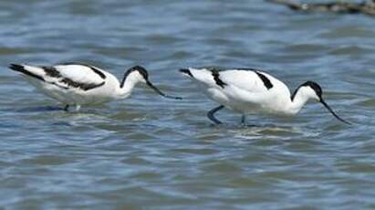 Avocette élégante