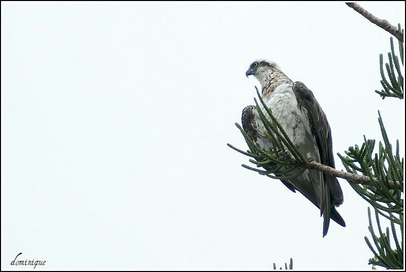 Osprey (cristatus)