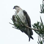 Osprey (cristatus)