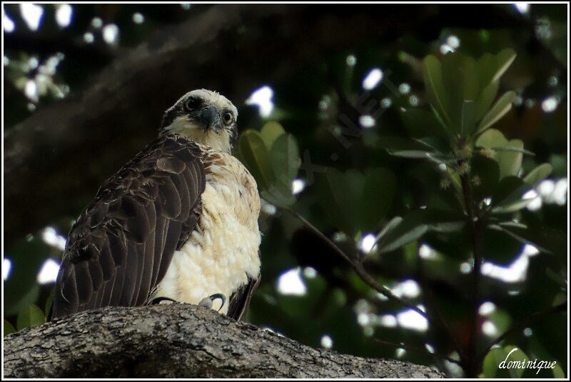 Balbuzard d'Australie