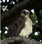 Osprey (cristatus)