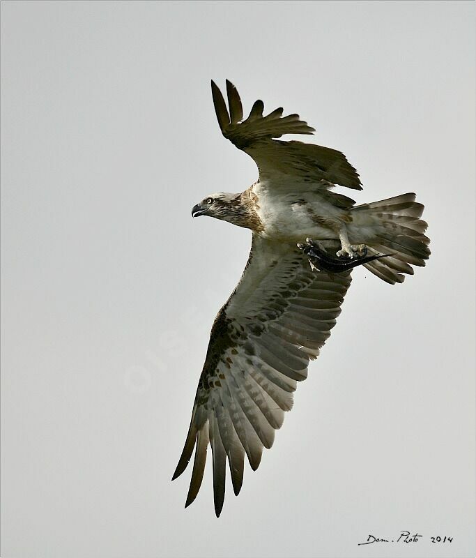 Balbuzard d'Australie