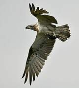 Osprey (cristatus)