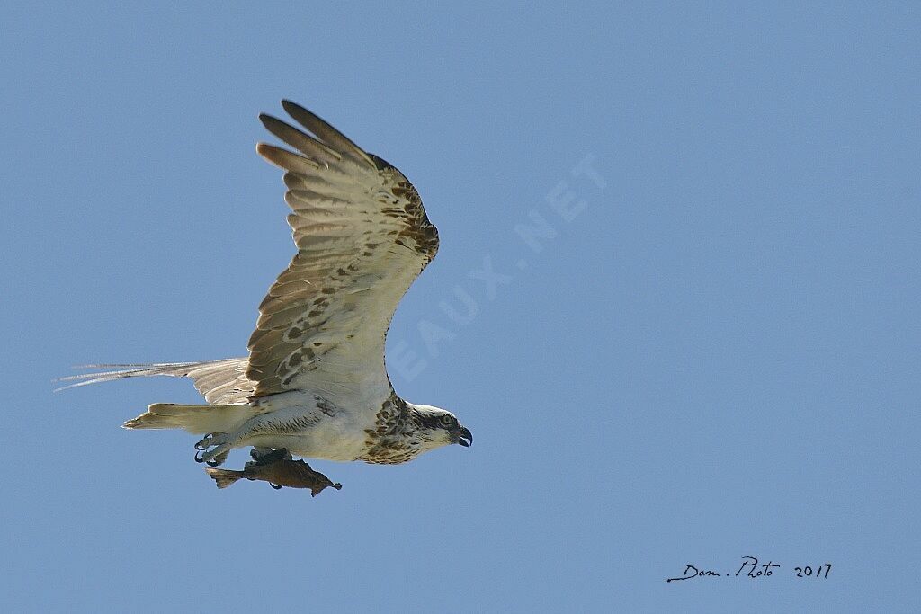 Osprey (cristatus)